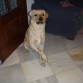 POLO, colocandose para hacerle una foto, mira a la cámara siempre, y le damos la orden de que salude para que sea bien recibido por vosotros.